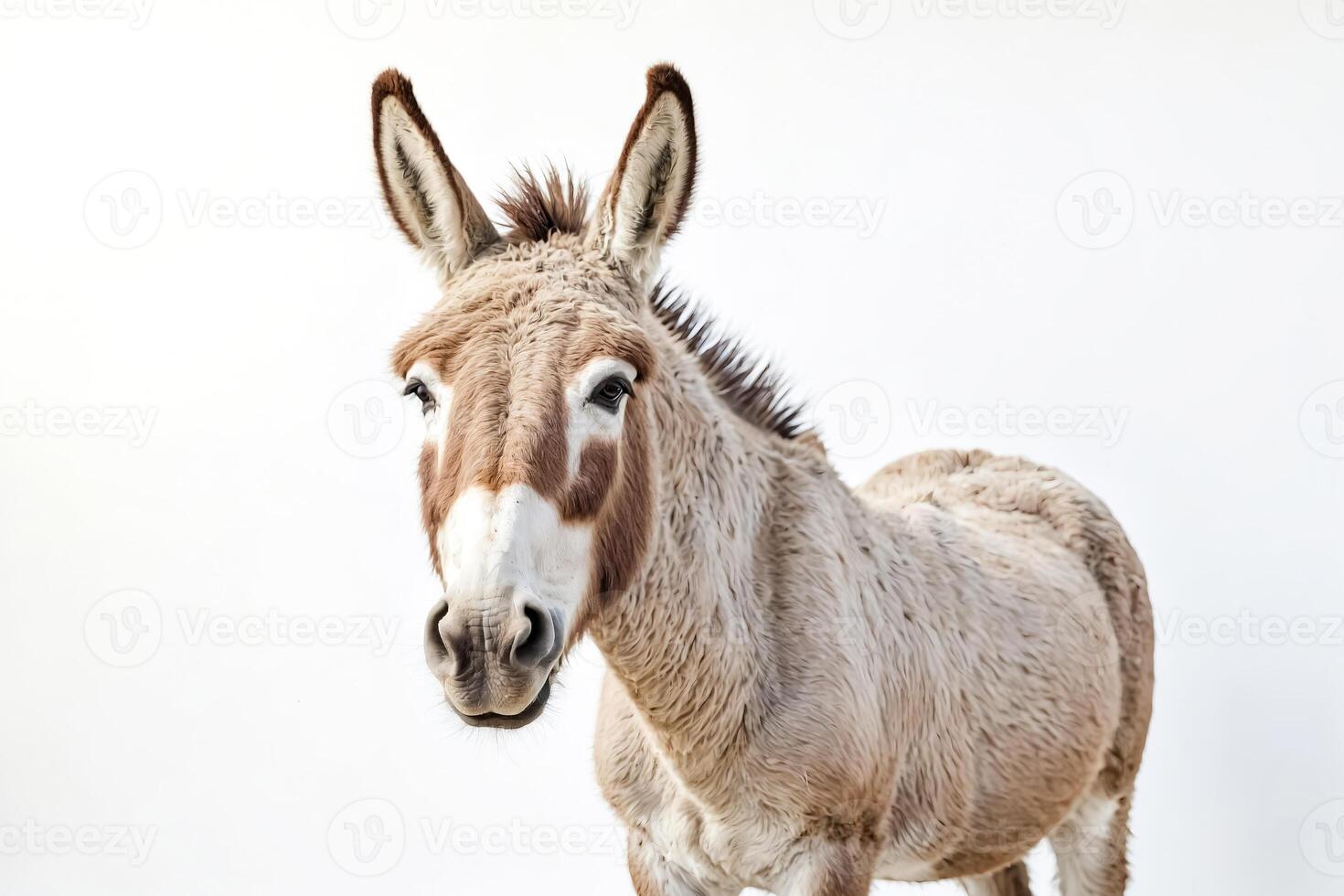 Close-up Portrait of a Donkey with a White Patch on its Face photo