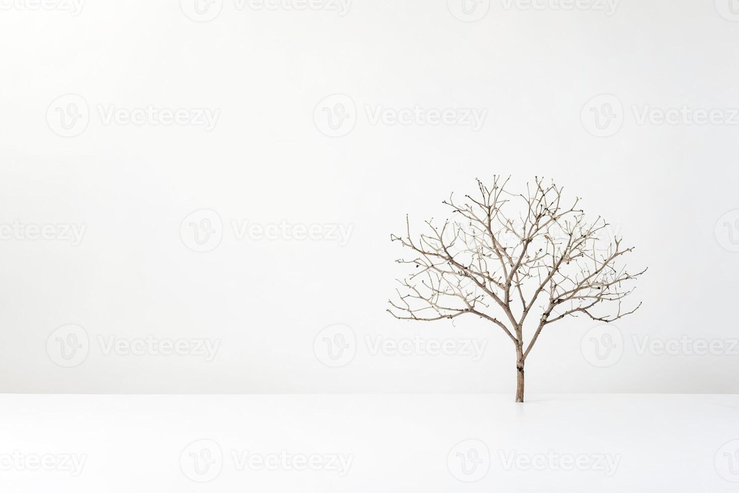 Minimalist White Background with Dead Tree Branch photo