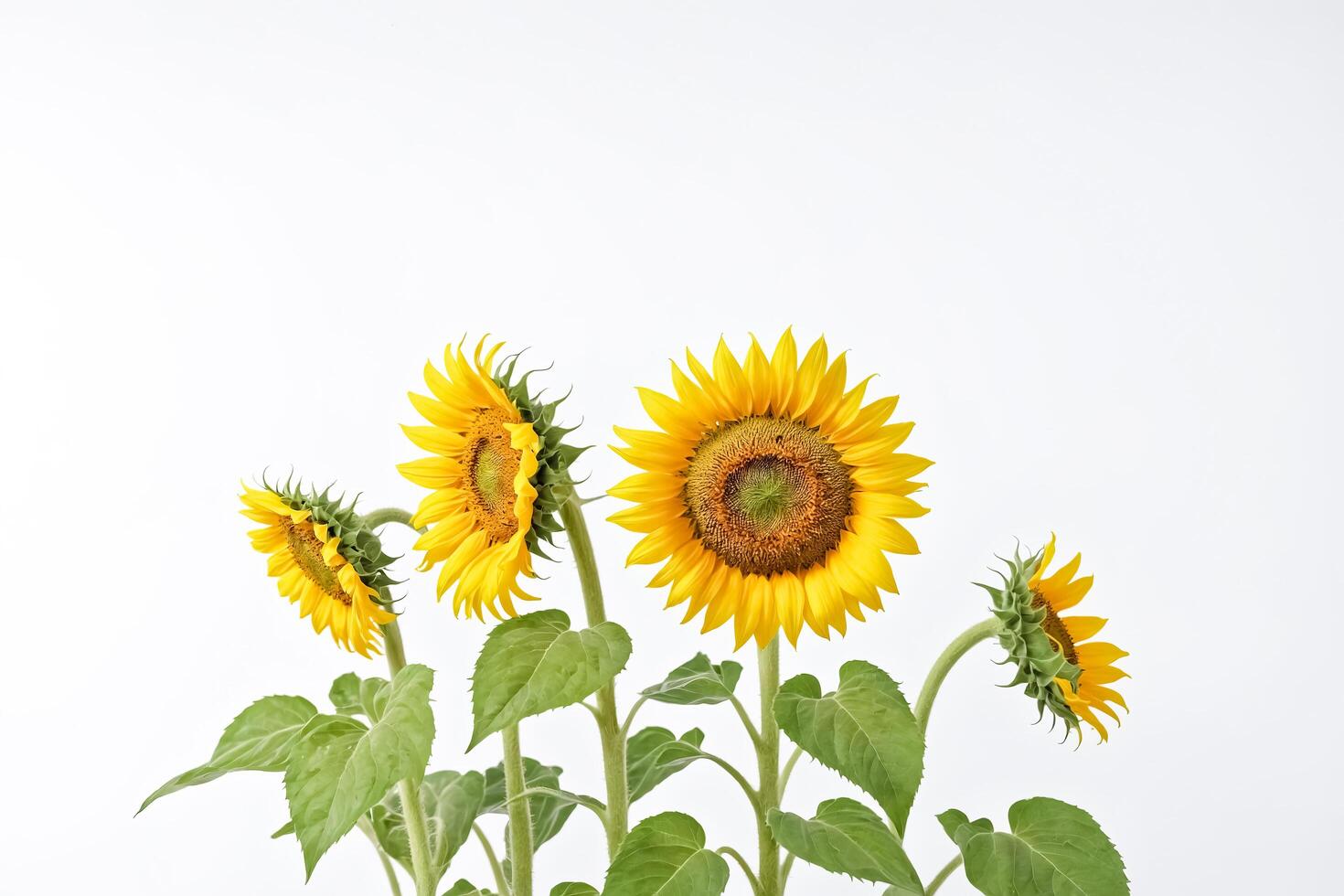 Vibrant Sunflowers on White Background photo