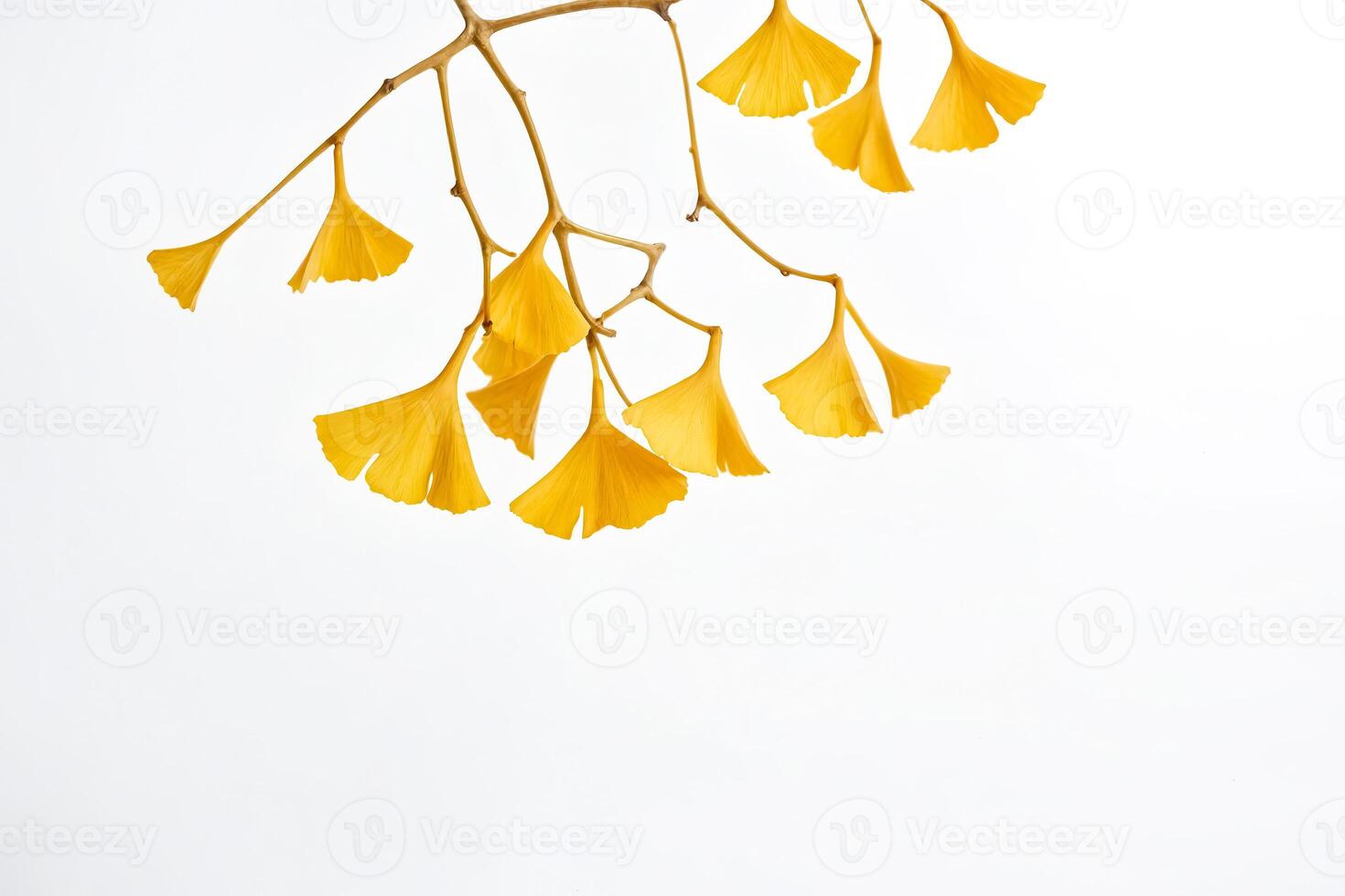 Golden Ginkgo Leaves on a White Background photo