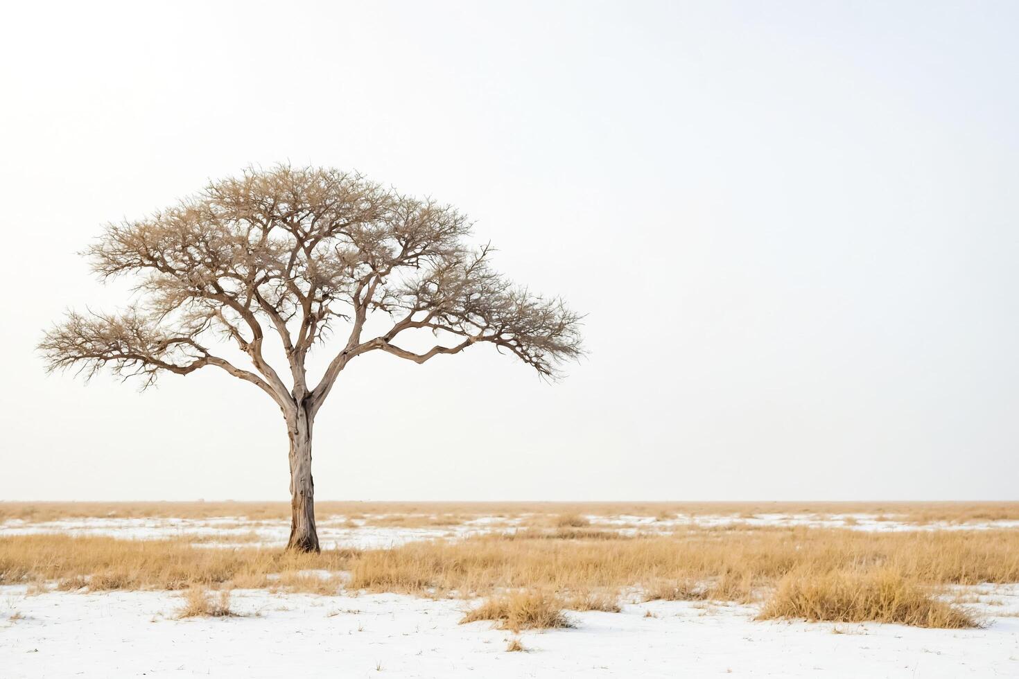 Single Tree in a Snow Covered Field photo