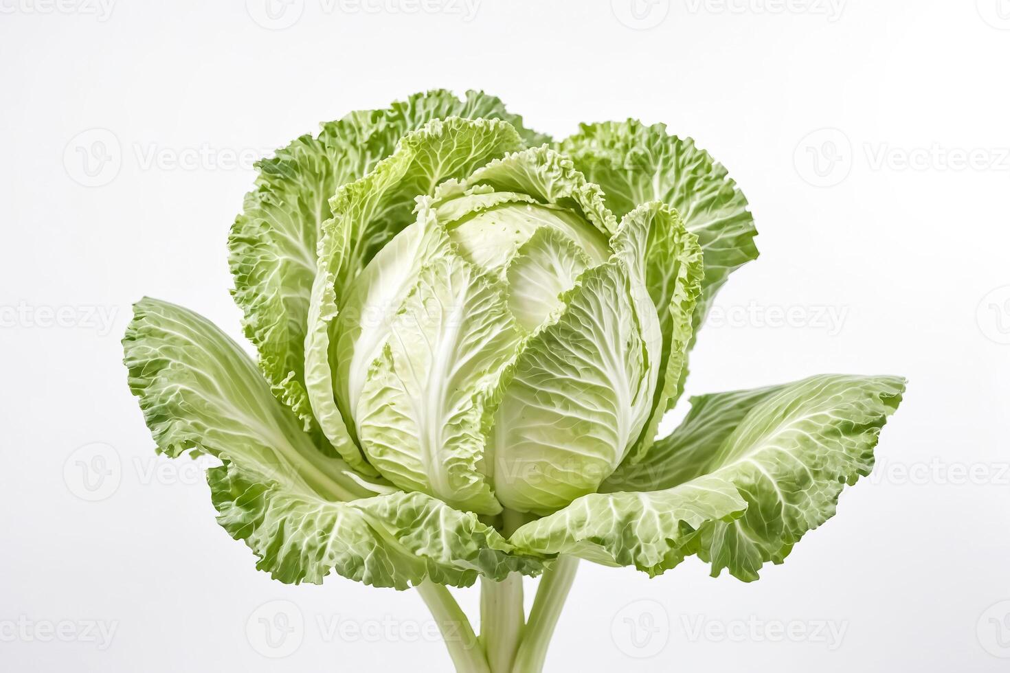 Fresh Green Cabbage photo