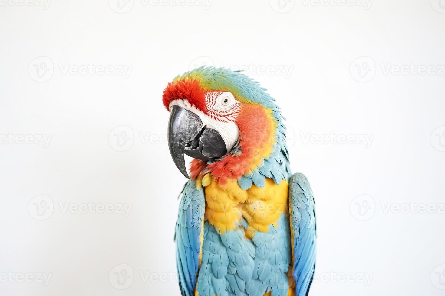 Close Up of a Blue and Gold Macaw photo