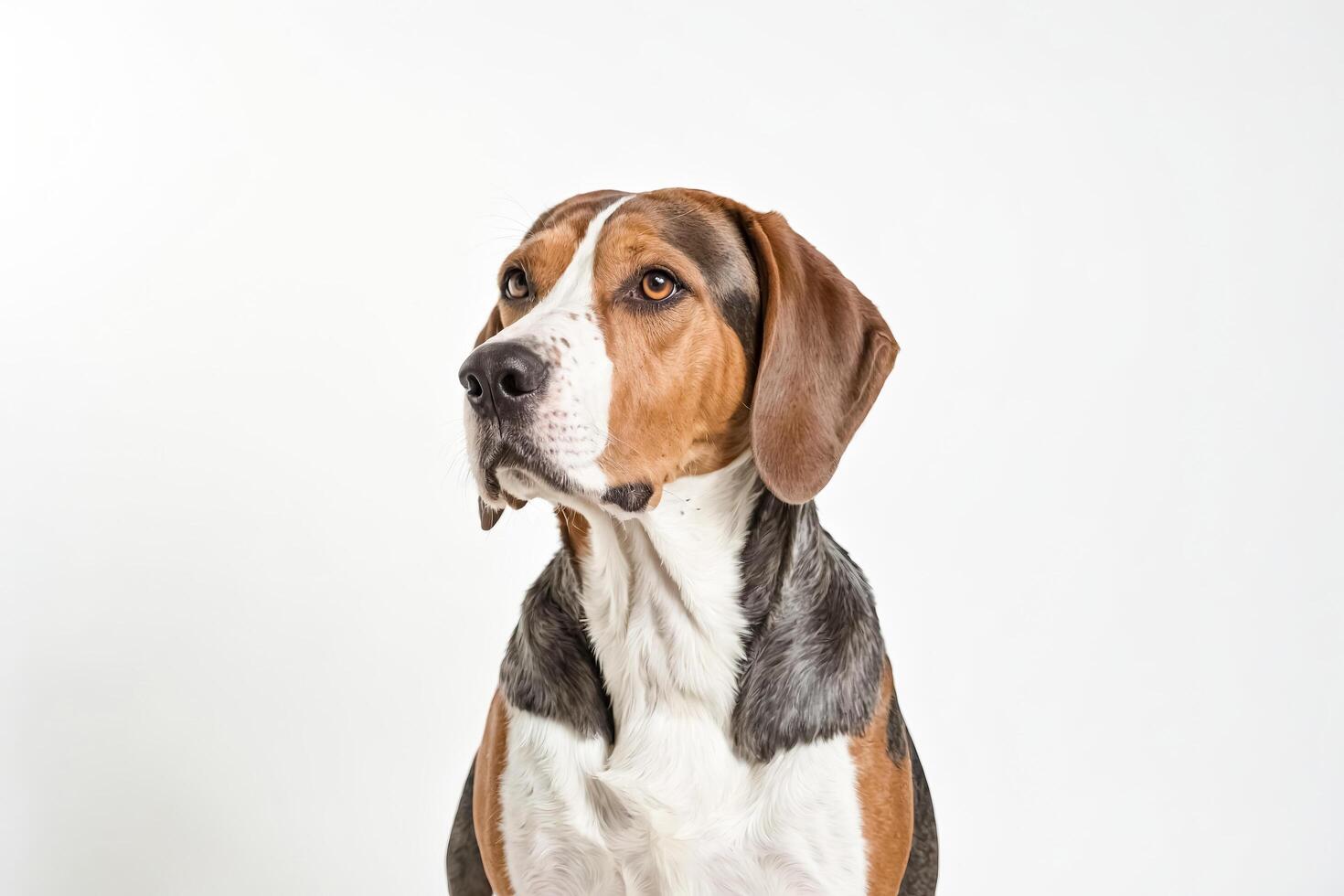 Portrait of a Beagle Dog on a White Background photo