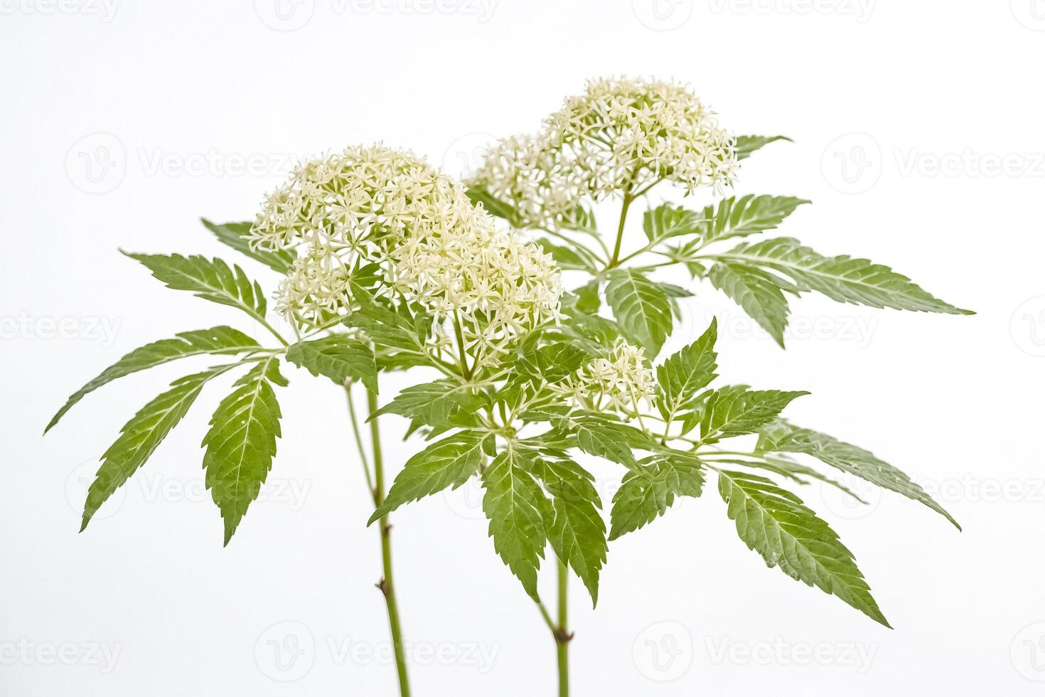Green plant with white flowers isolated on white background photo