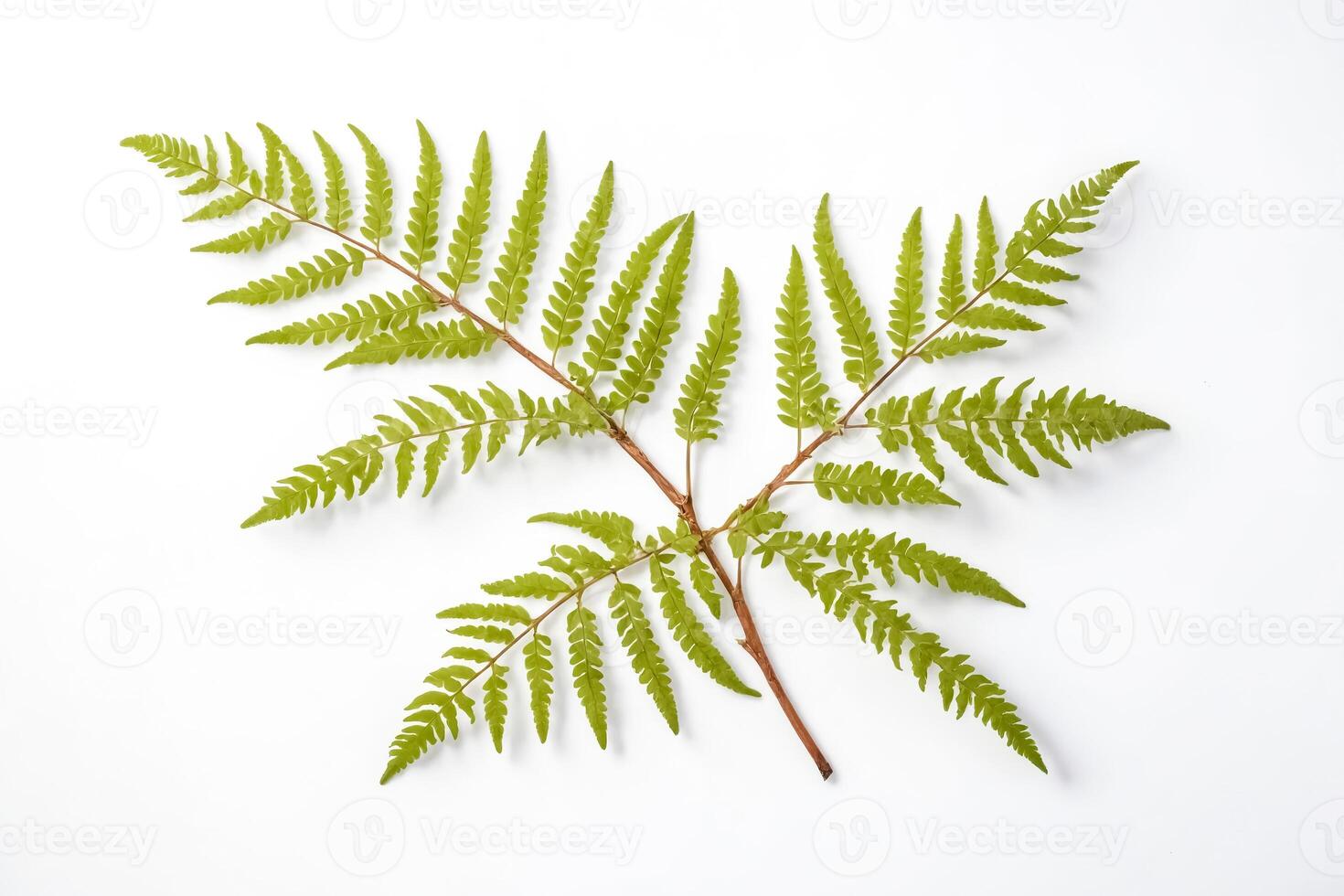 Close-up of Fern Fronds on White Background photo