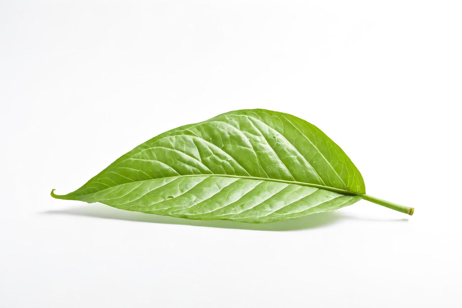Single Green Leaf Isolated on White Background photo