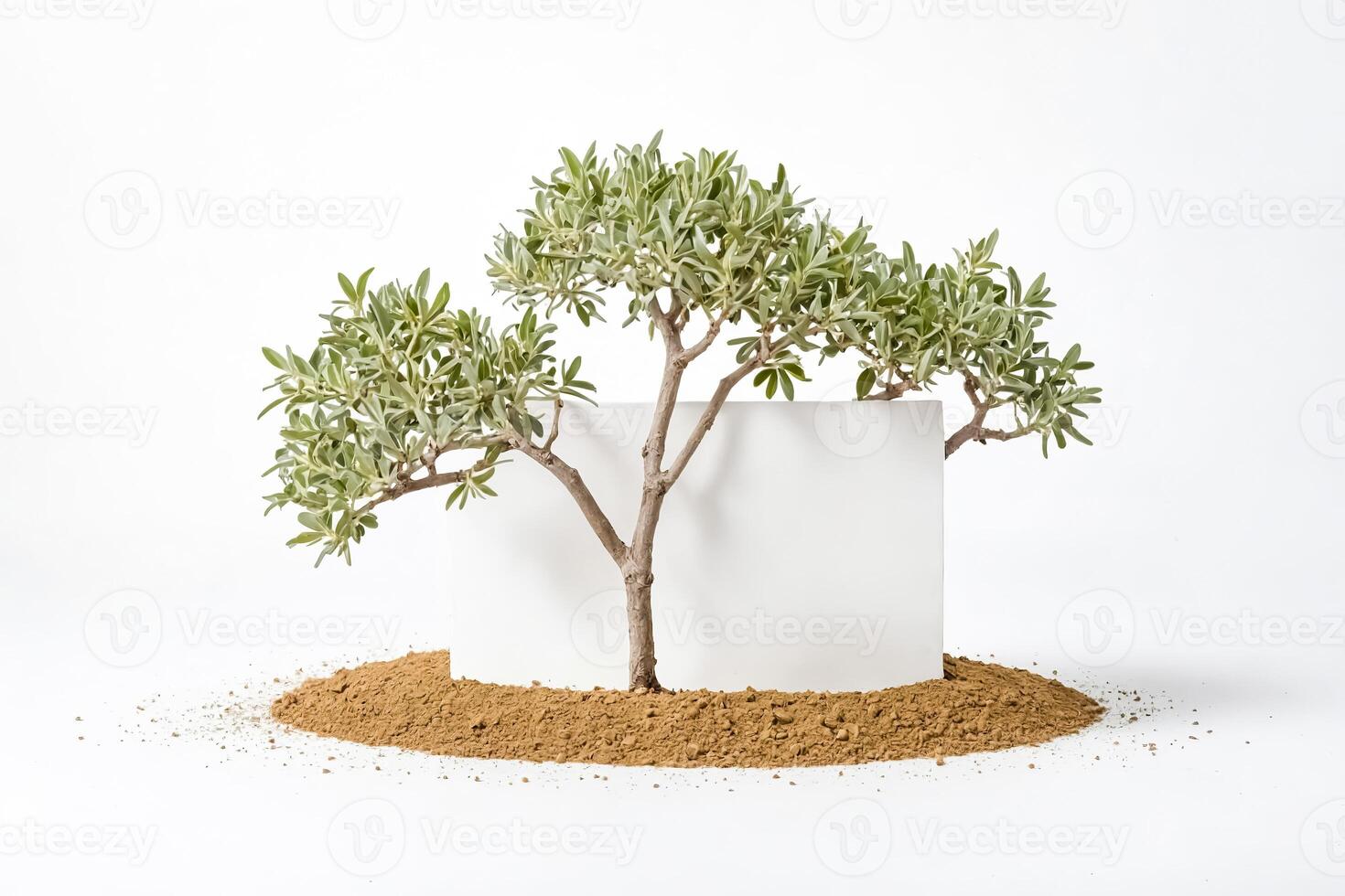 Small Green Tree Growing Out of Soil Against a White Background photo