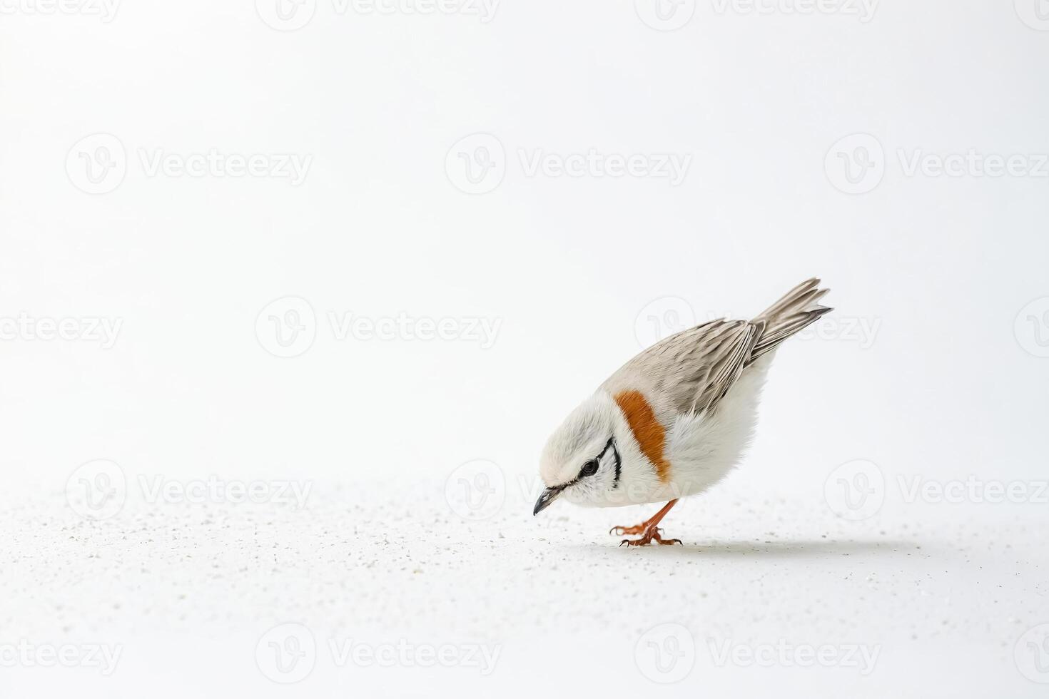 Small Bird with White Feathers on a White Background photo