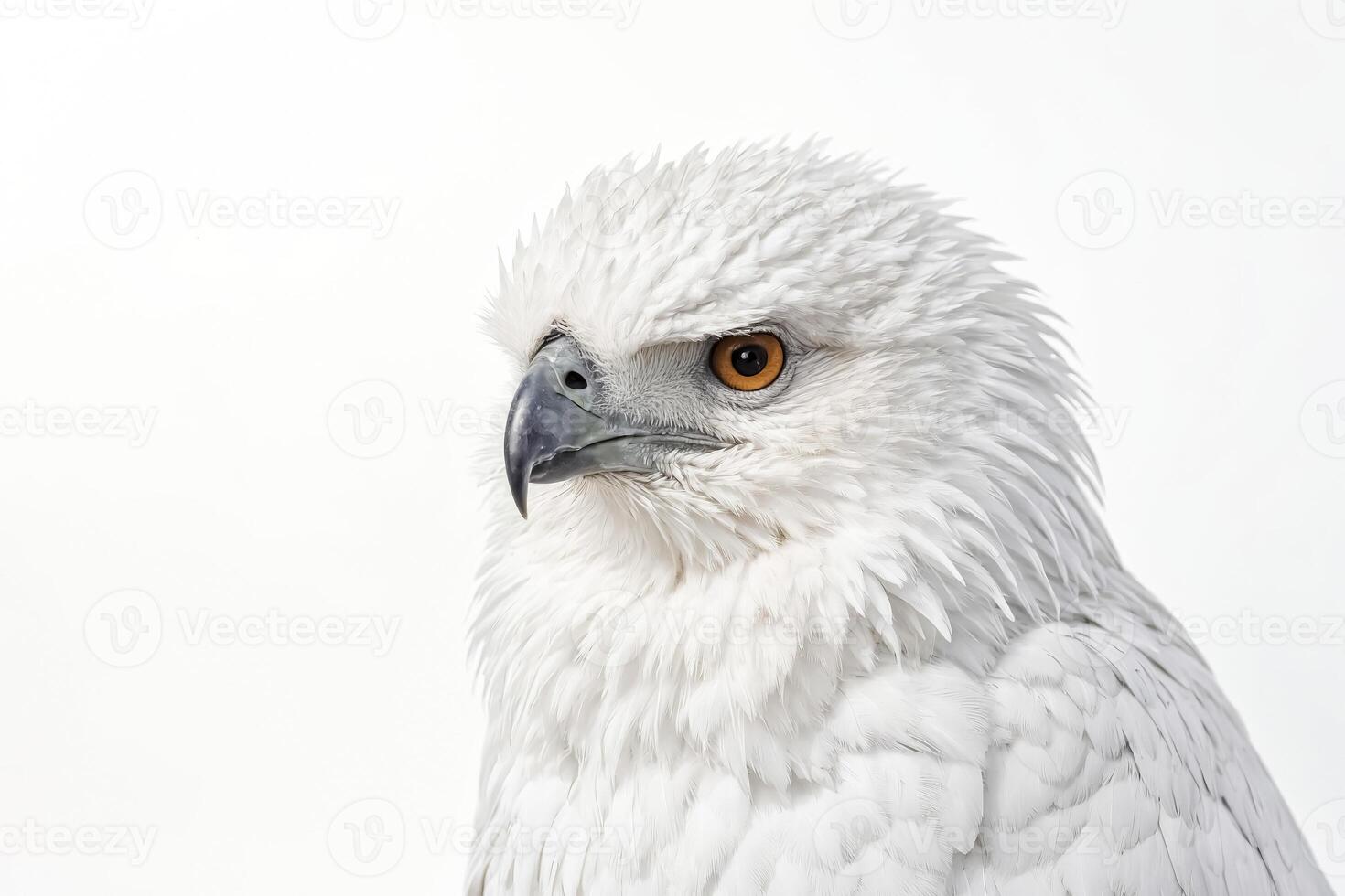 White hawk with a sharp look photo