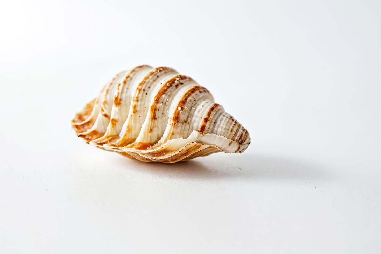 Close-up of a White and Brown Seashell on a White Background photo