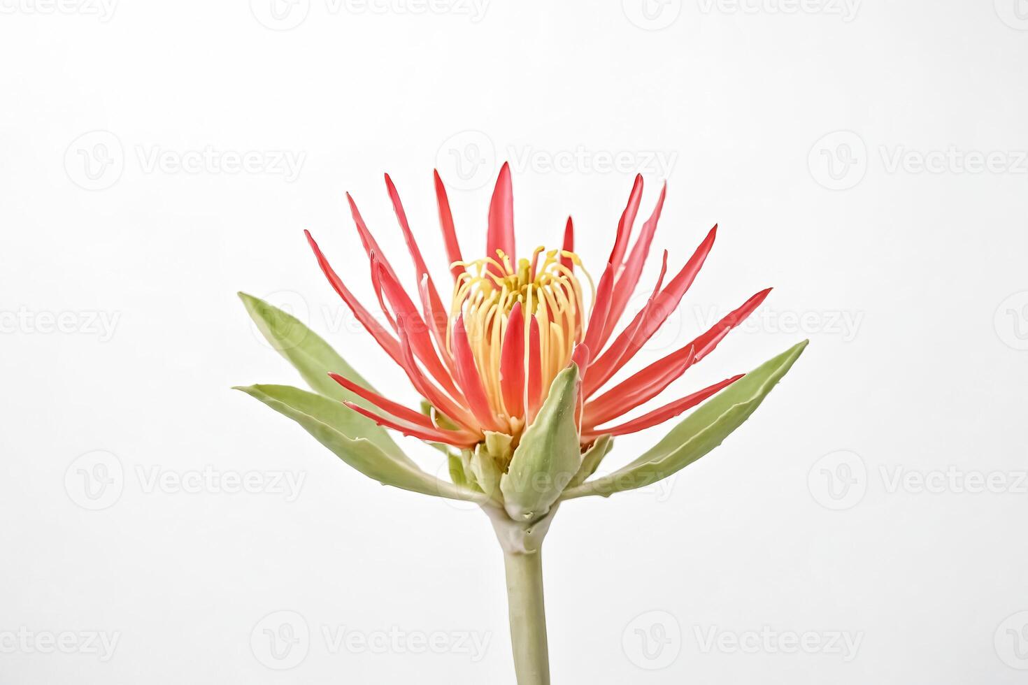 Single Red Flower on White Background photo