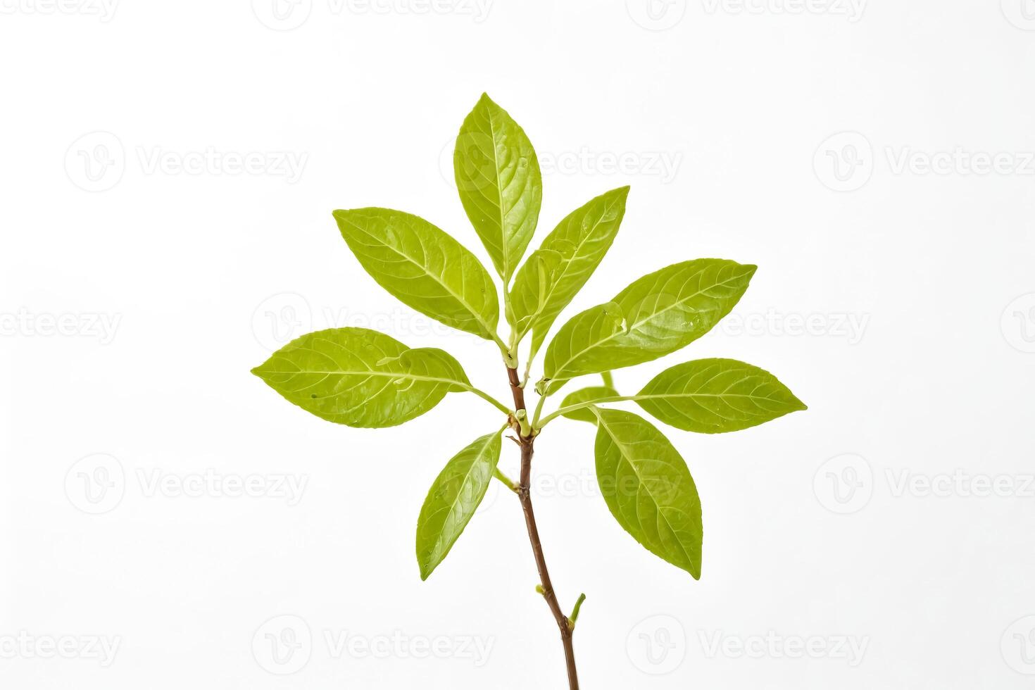 Green Leaves on White Background photo