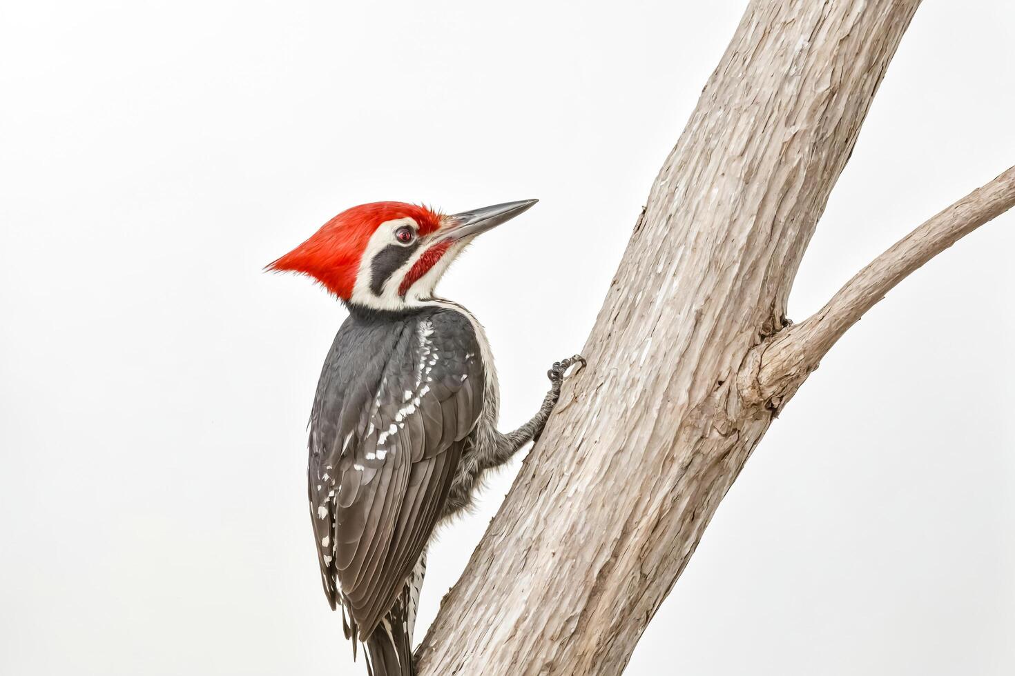 Red-headed woodpecker perched on a tree branch photo