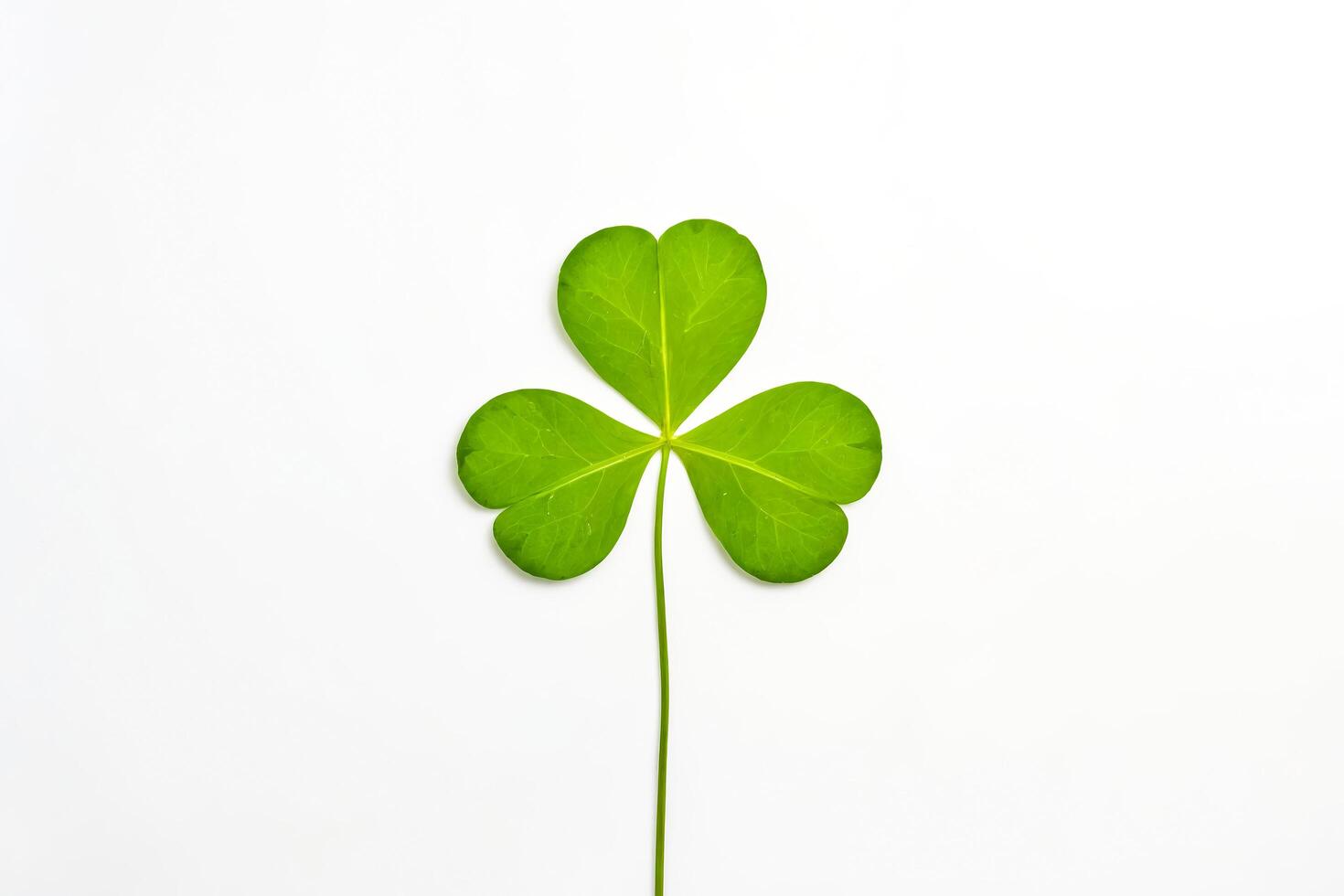 Single Green Clover Leaf on White Background photo