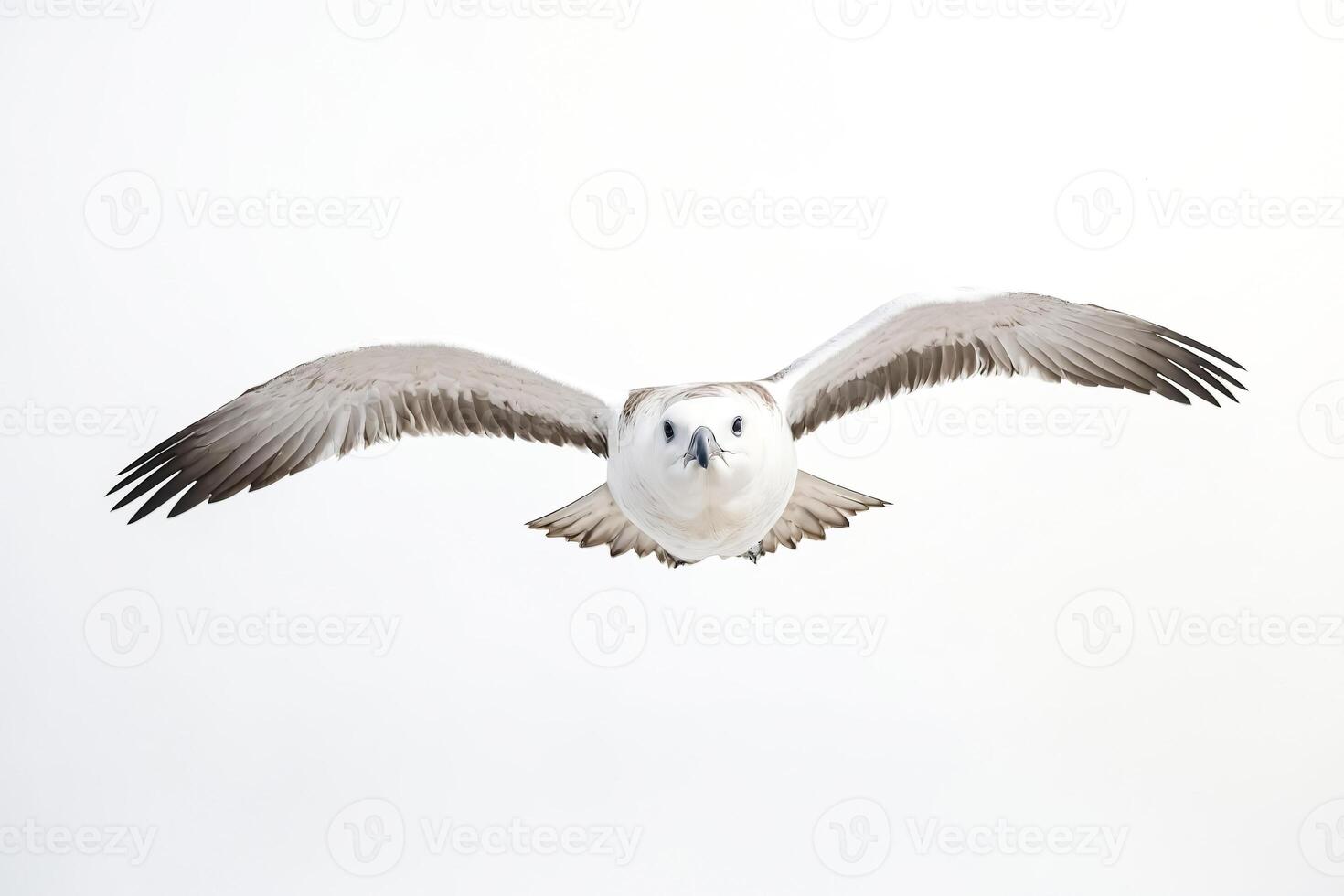 White-faced Storm Petrel Flying Against a White Background photo