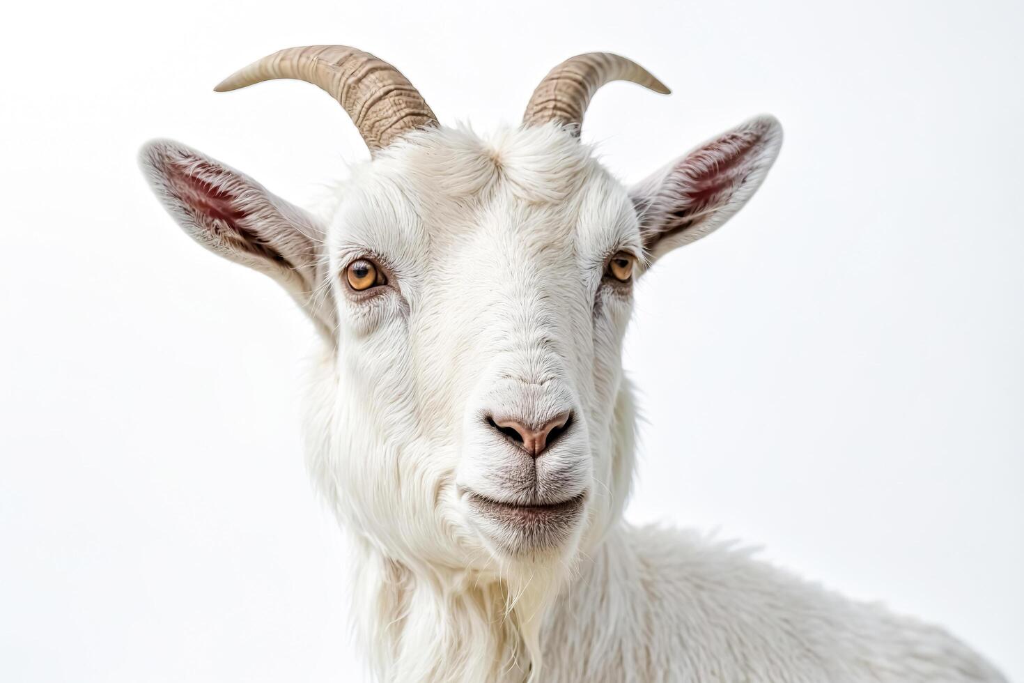 Close-up of a white goat's face with soft fur and brown eyes photo