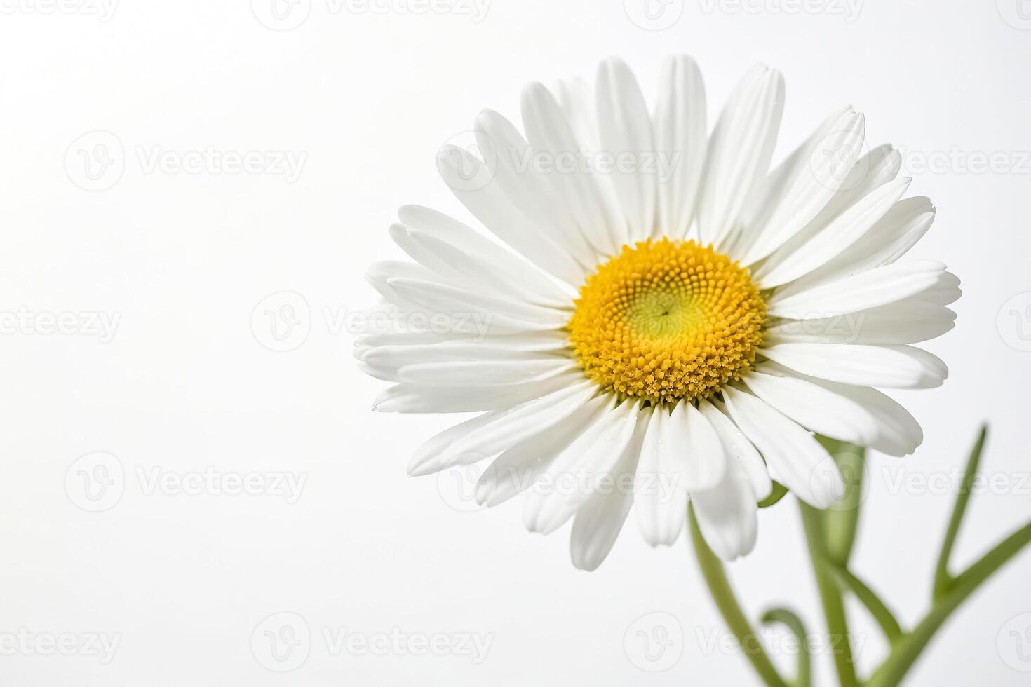 Single White Daisy Flower with Yellow Center on White Background photo