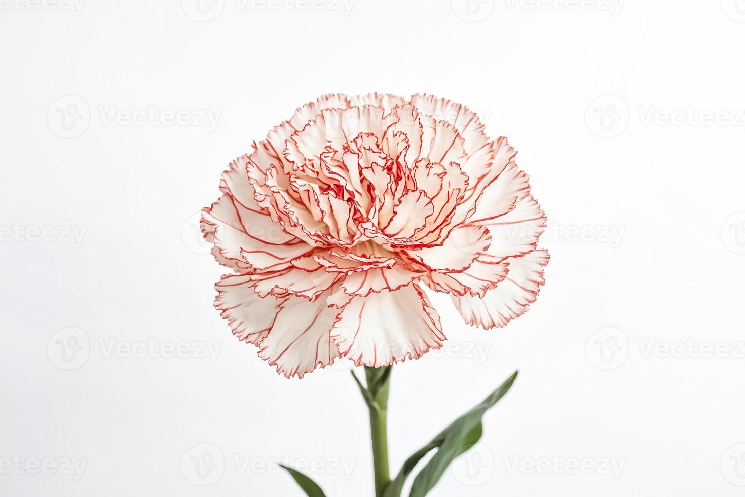 White carnation with red edges on a white background photo