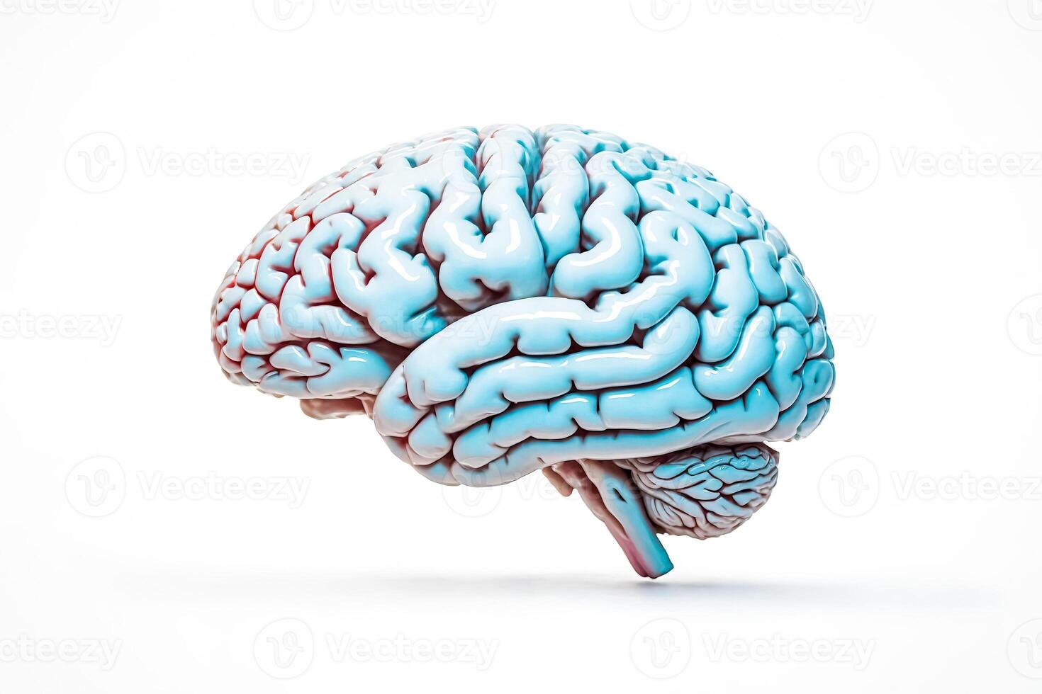 Human Brain Model photo