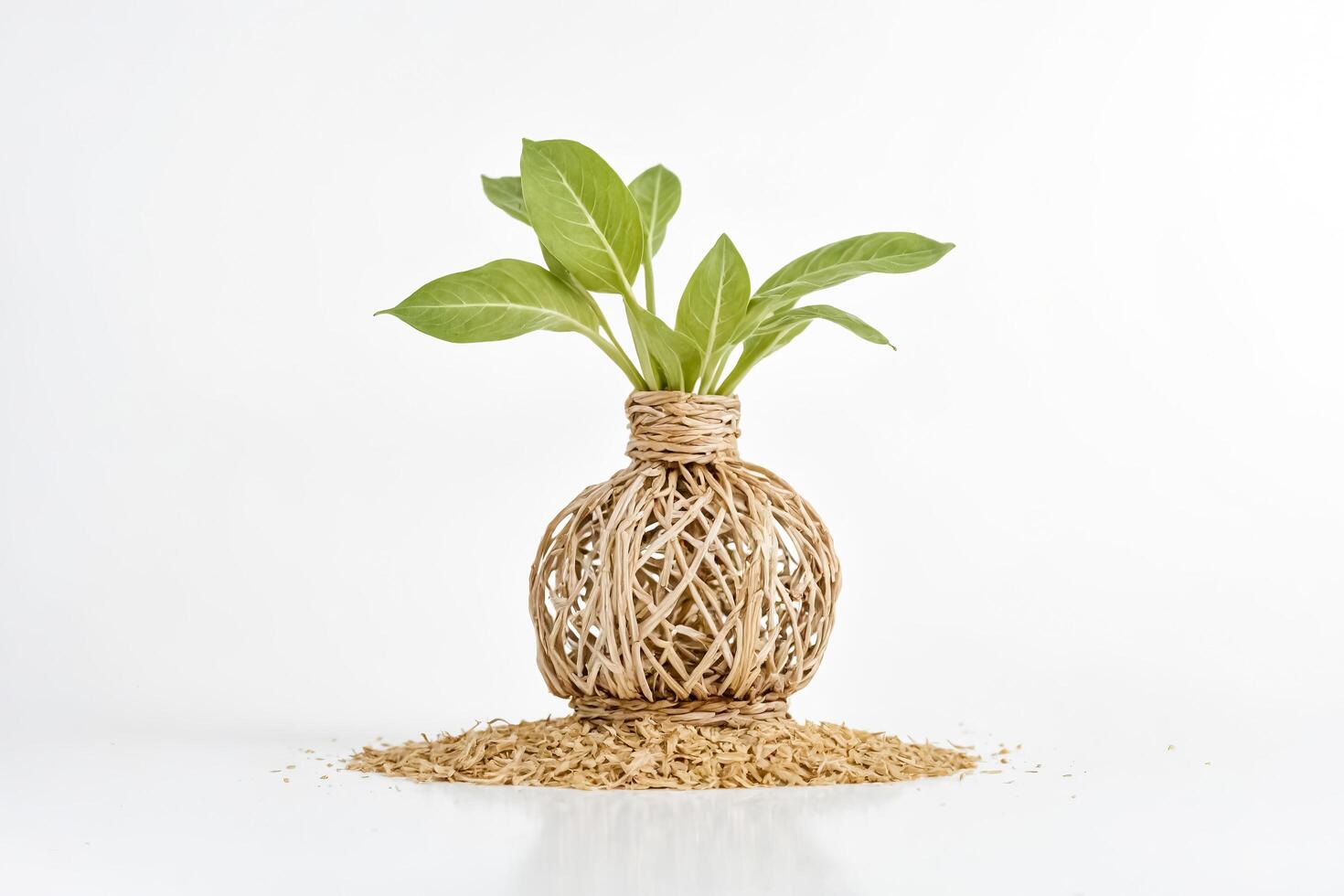 Green plant in a wicker vase with a white background photo