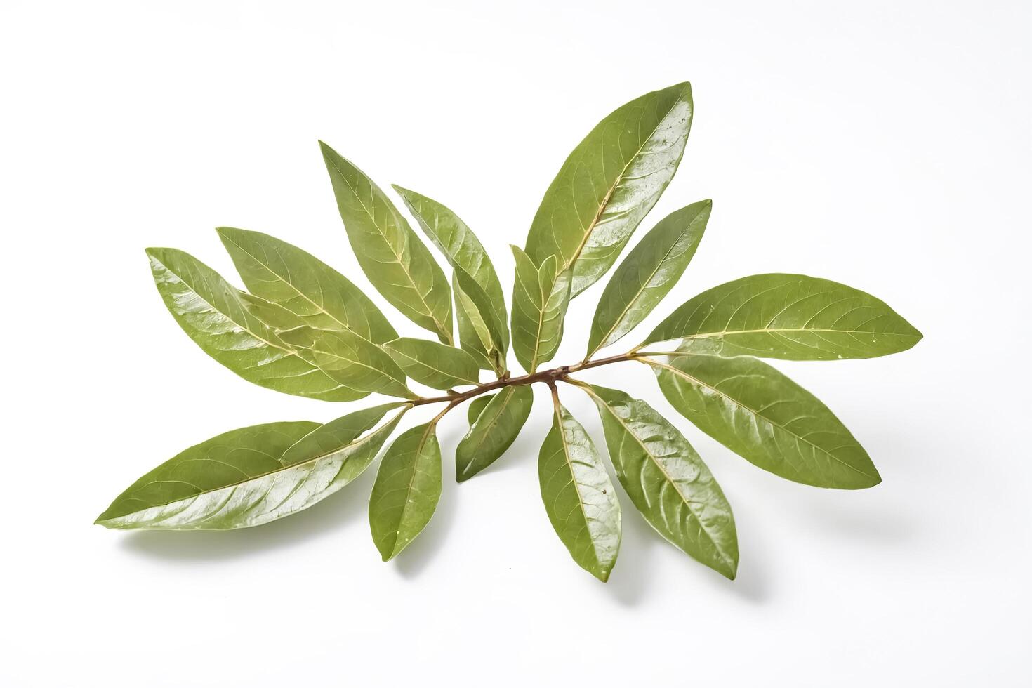 Green Leaf Branch Isolated on White Background photo