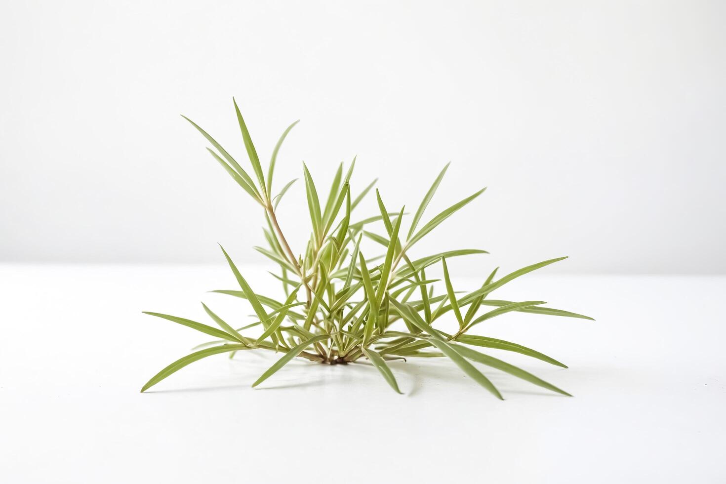Green Plant on White Background photo