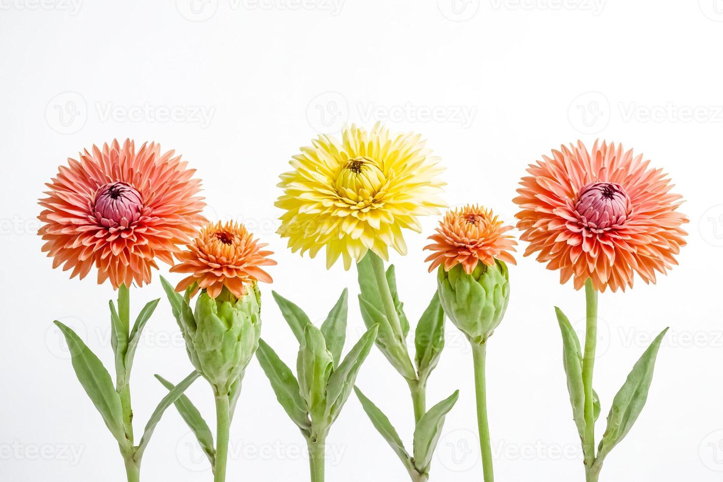 Colorful Gerbera Daisies on White Background photo