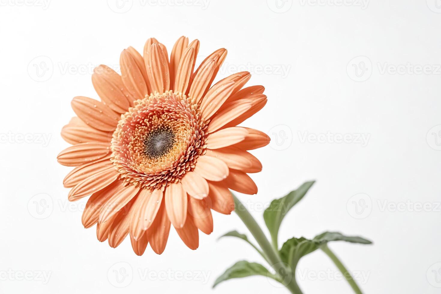 Single Orange Gerbera Daisy on White Background photo