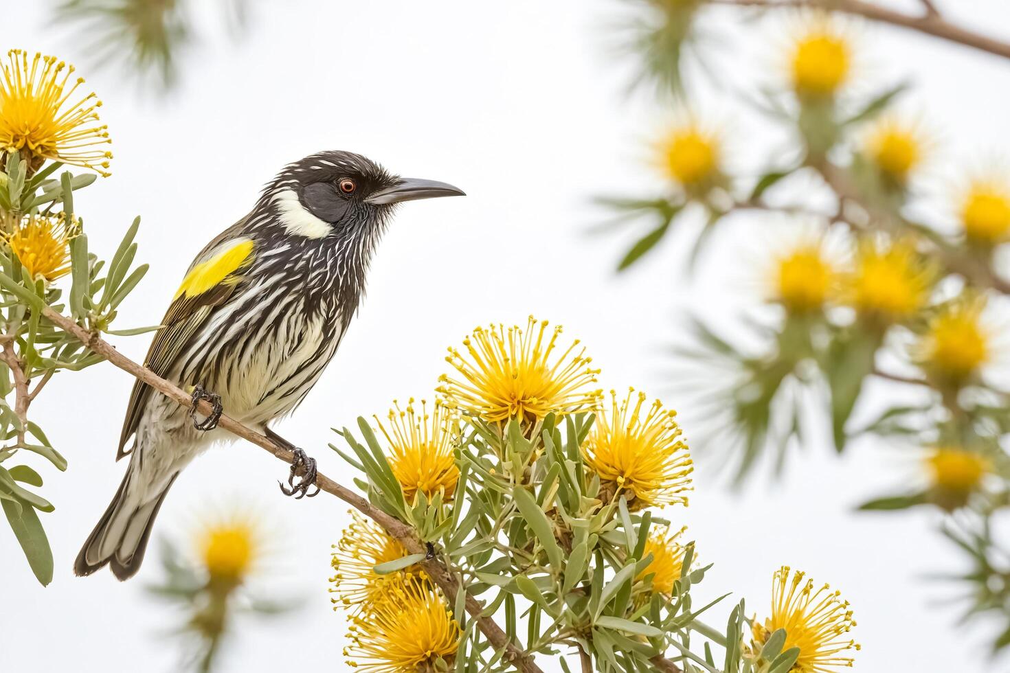 Black-headed Honeyeater on a Branch with Yellow Flowers photo