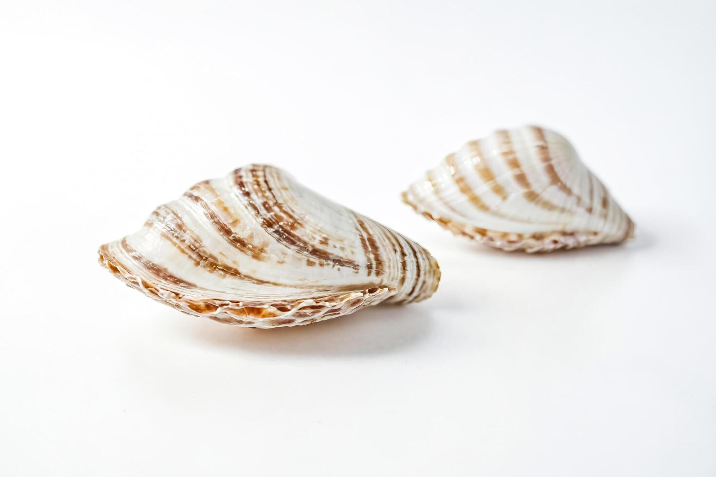 Two seashells on a white background photo