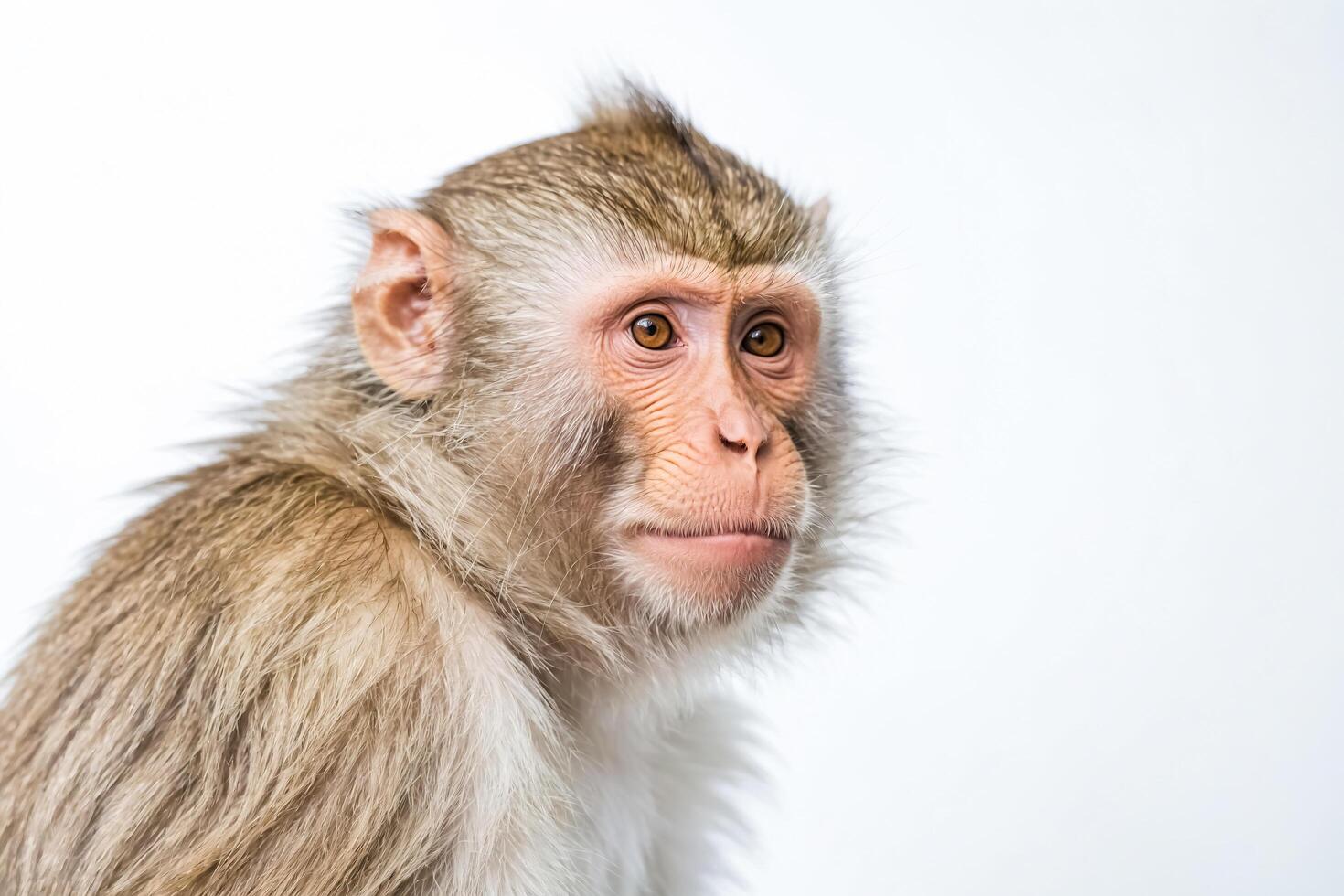 Close-up of a monkey's face with soft fur and inquisitive eyes photo