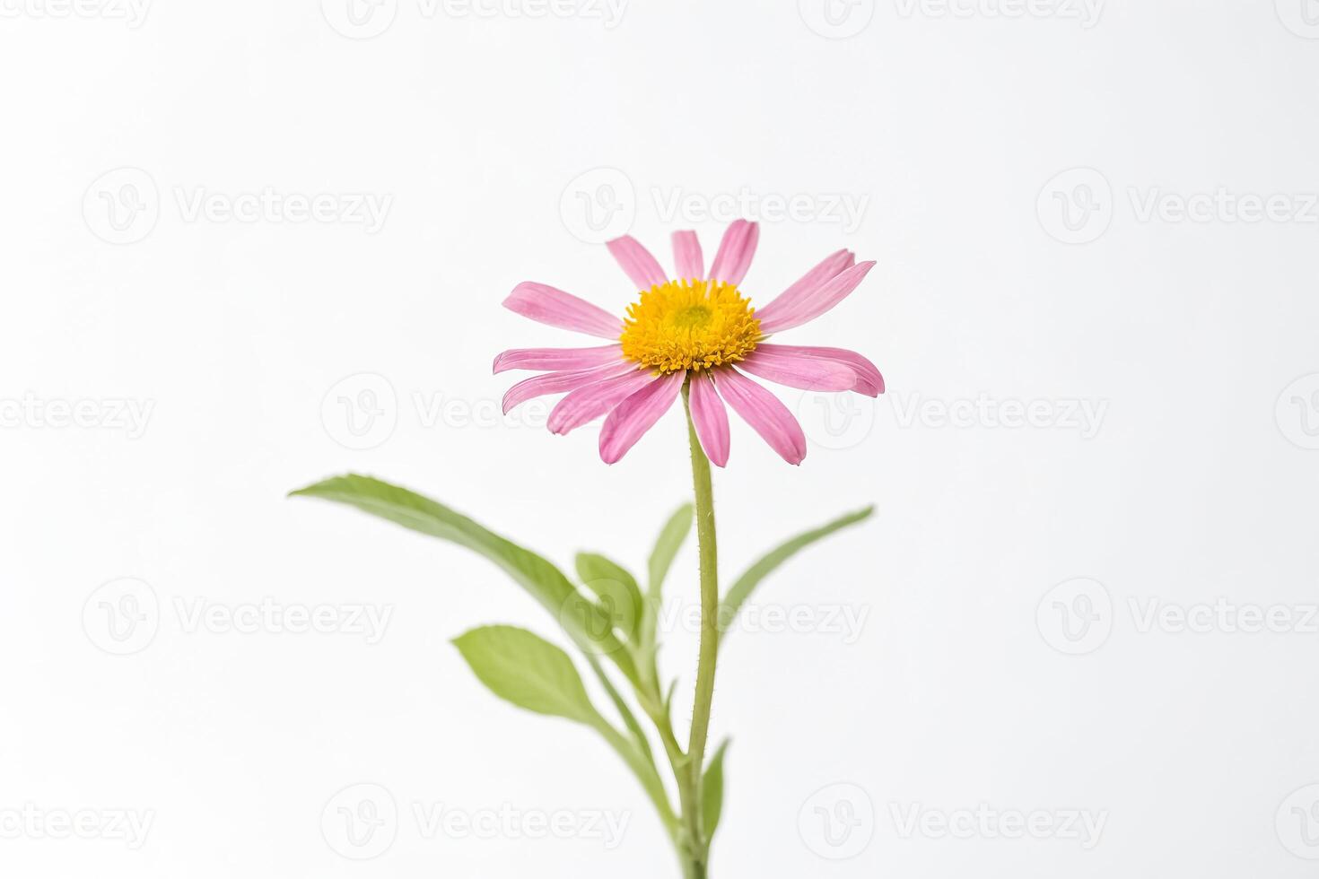 Pink Daisy Flower Isolated on White Background photo