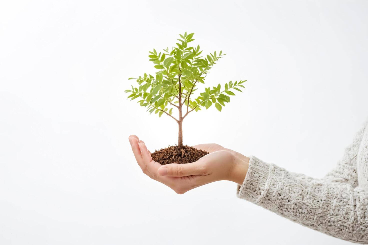 Hand Holding a Small Tree Sapling photo
