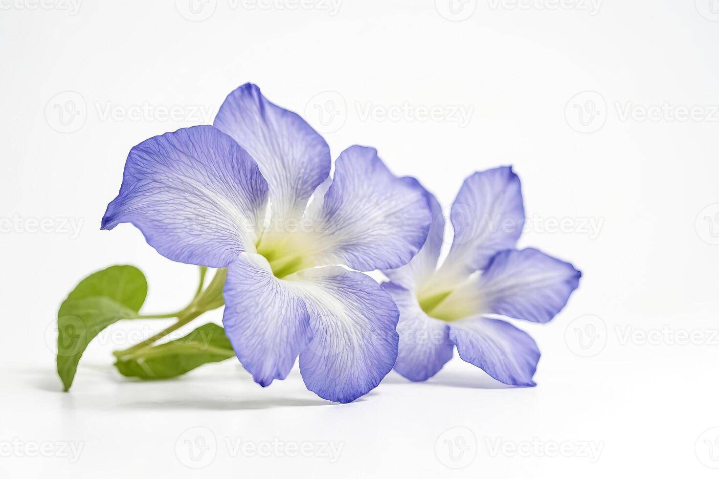 Close-up of Delicate Purple Flowers on a White Background photo