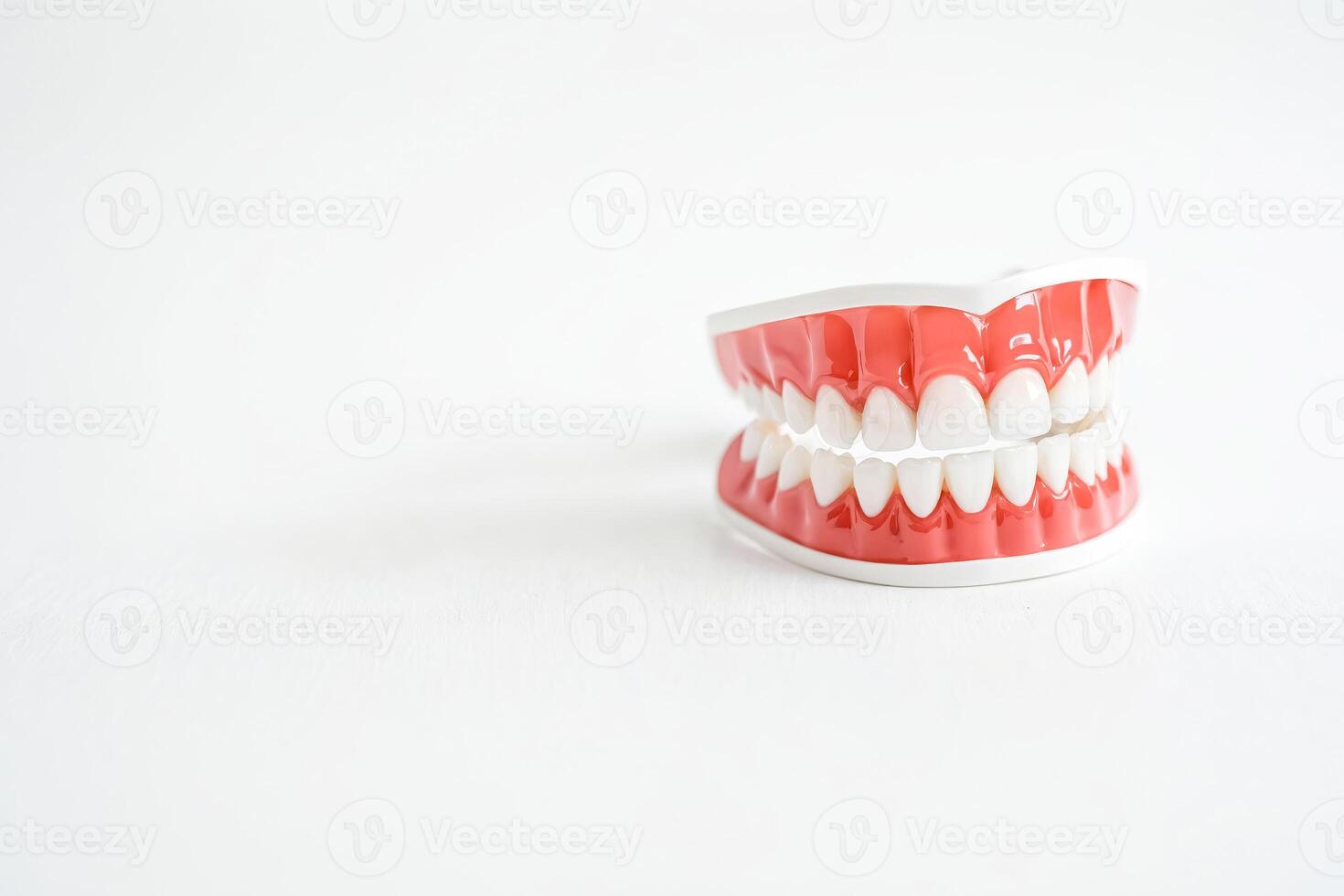 Closeup of a model of a human jaw with teeth photo