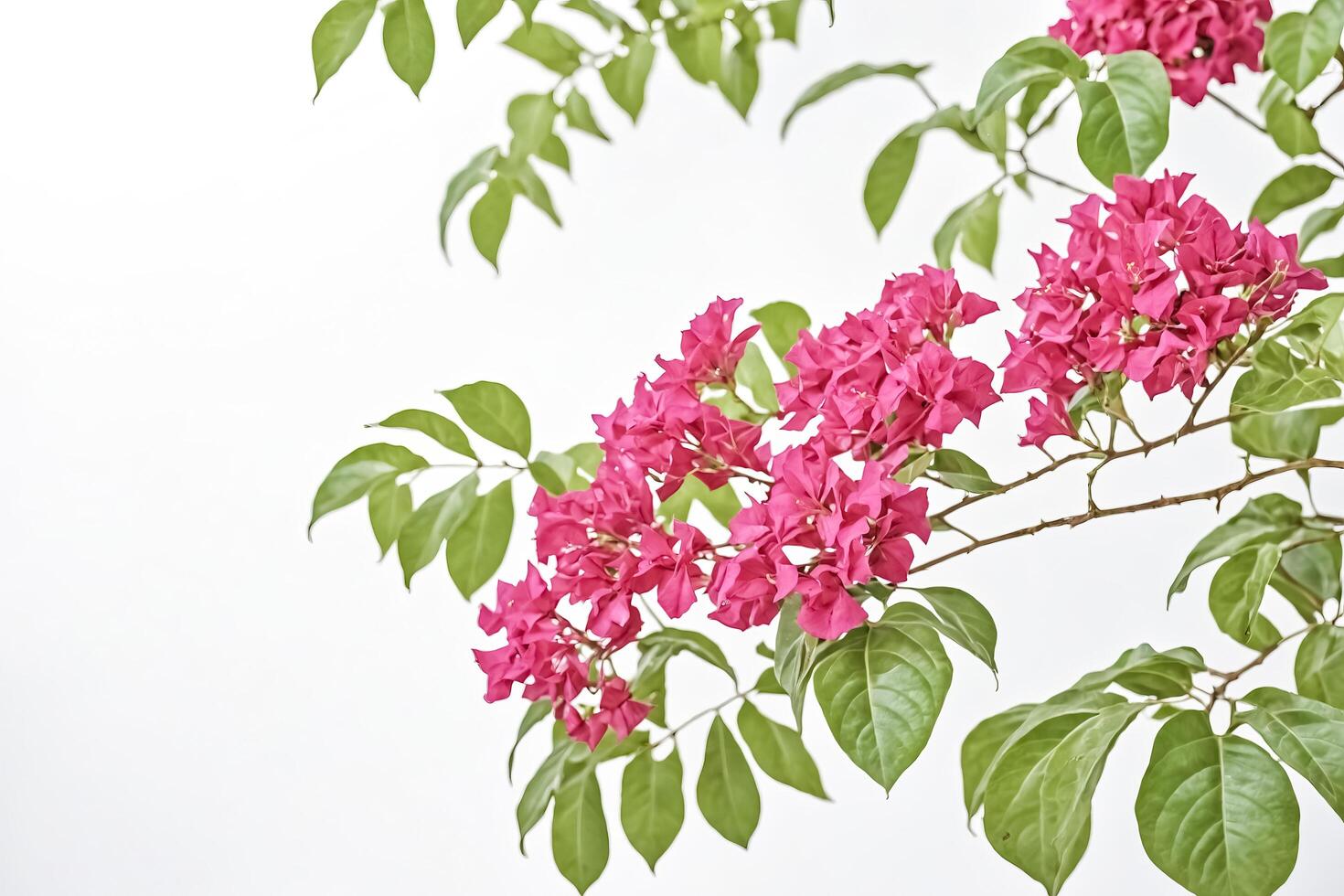 Close-up of Pink Bougainvillea Flowers and Green Leaves photo