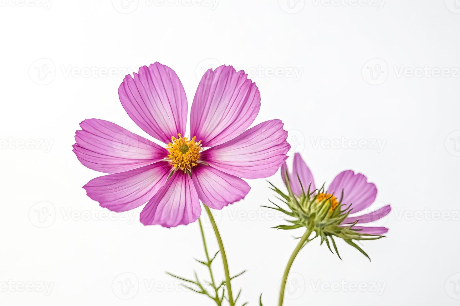 Pink Cosmos Flower on White Background photo