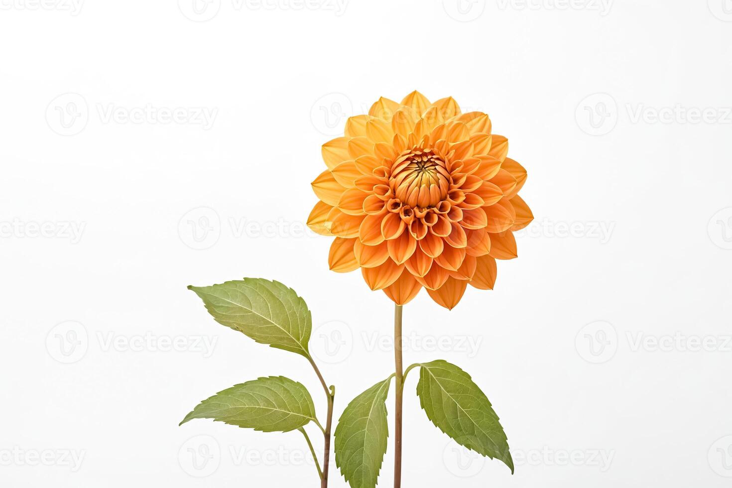 Single Orange Dahlia on White Background photo