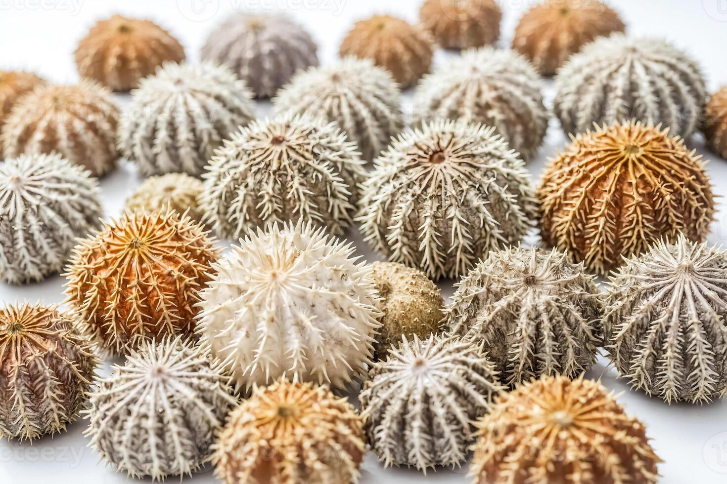 Spiky, Dried Fruits, on White Background photo