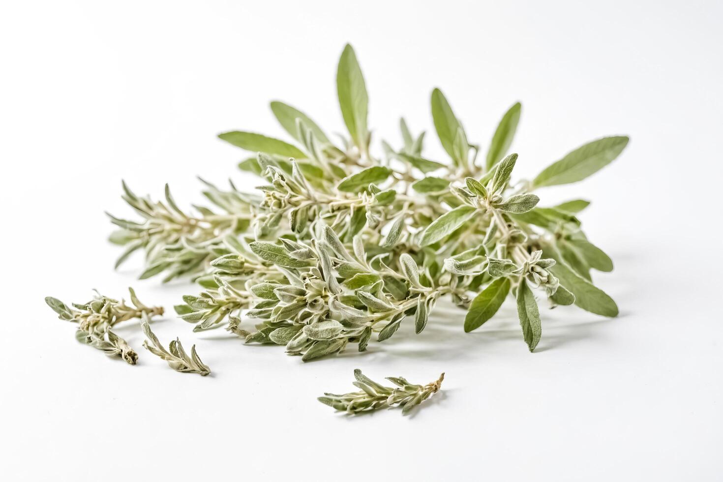 Green Leaves on a White Background photo
