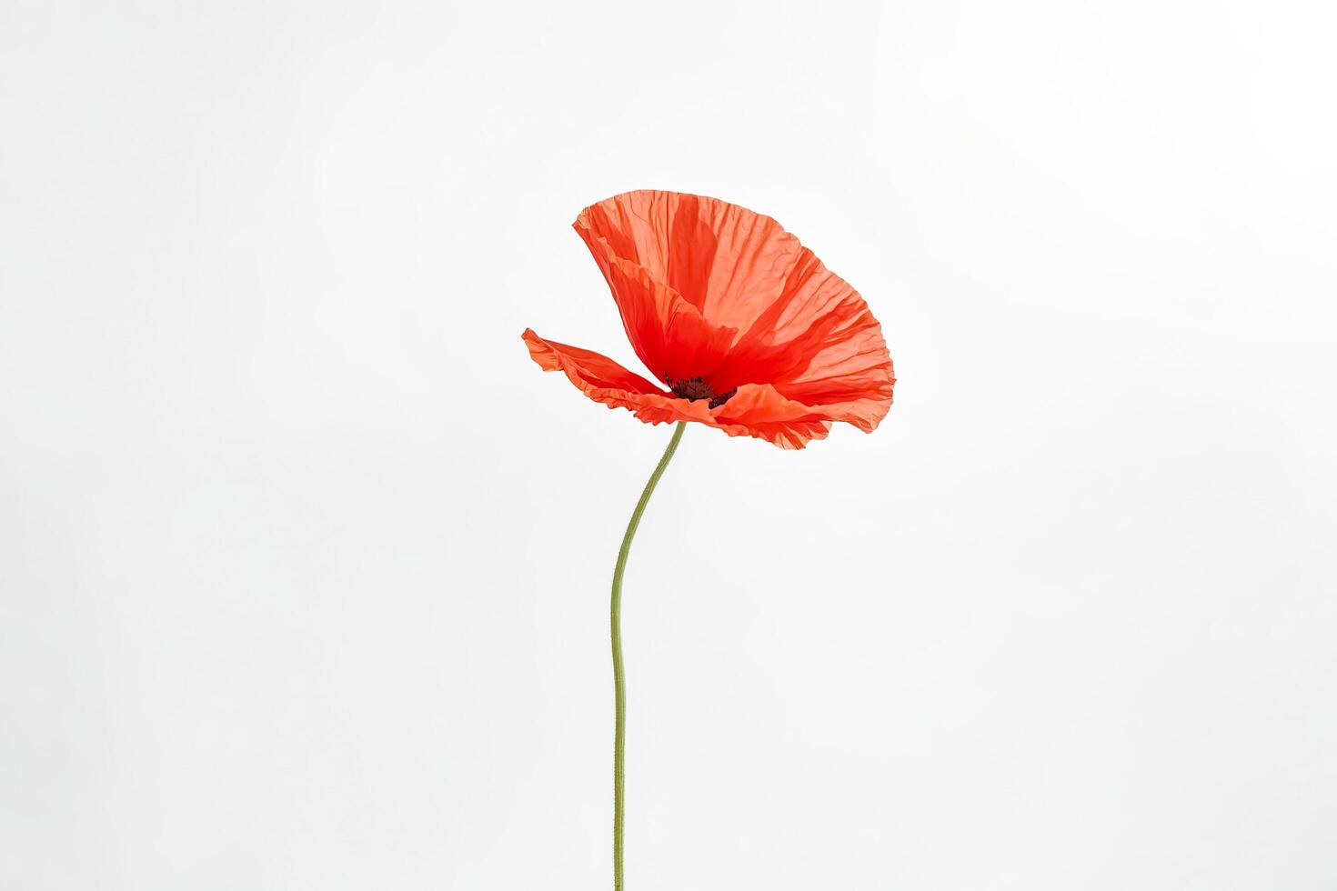 Single Poppy Flower Isolated on White Background photo