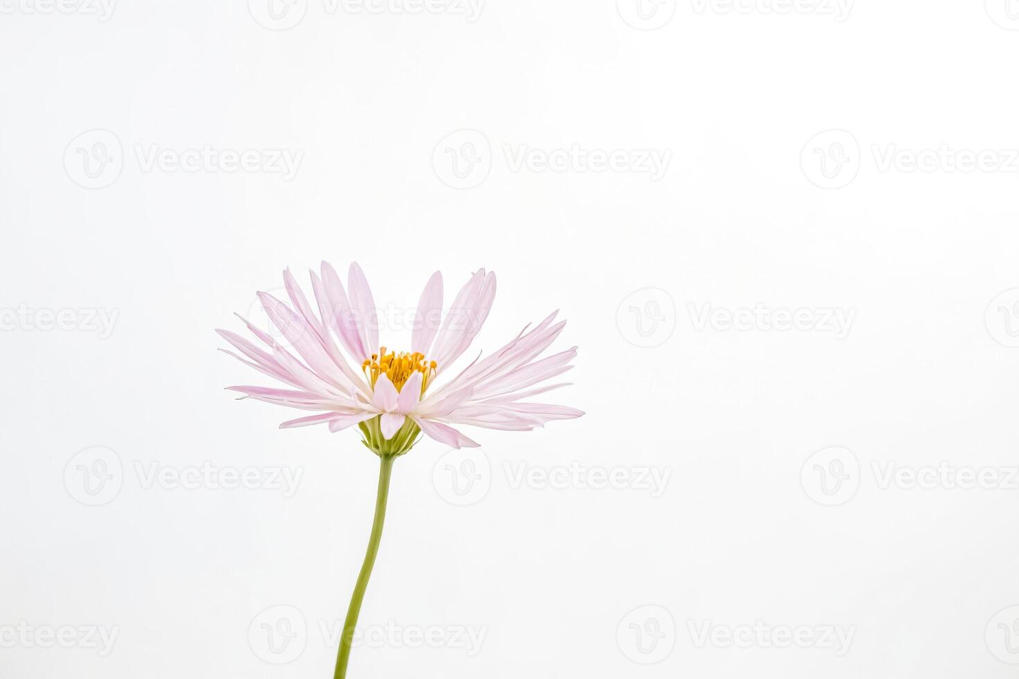 Pink Daisy on White Background photo