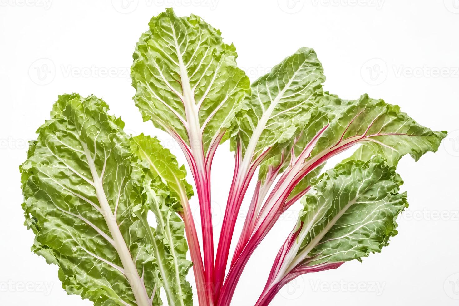 Fresh Red Swiss Chard Leaves on White Background photo