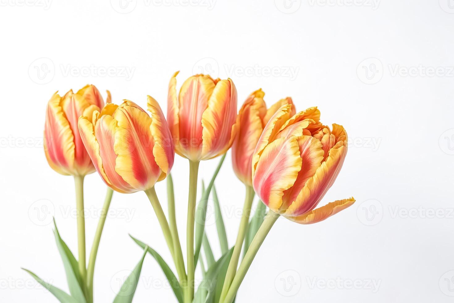 Close-up of delicate peach and yellow tulips with white background photo