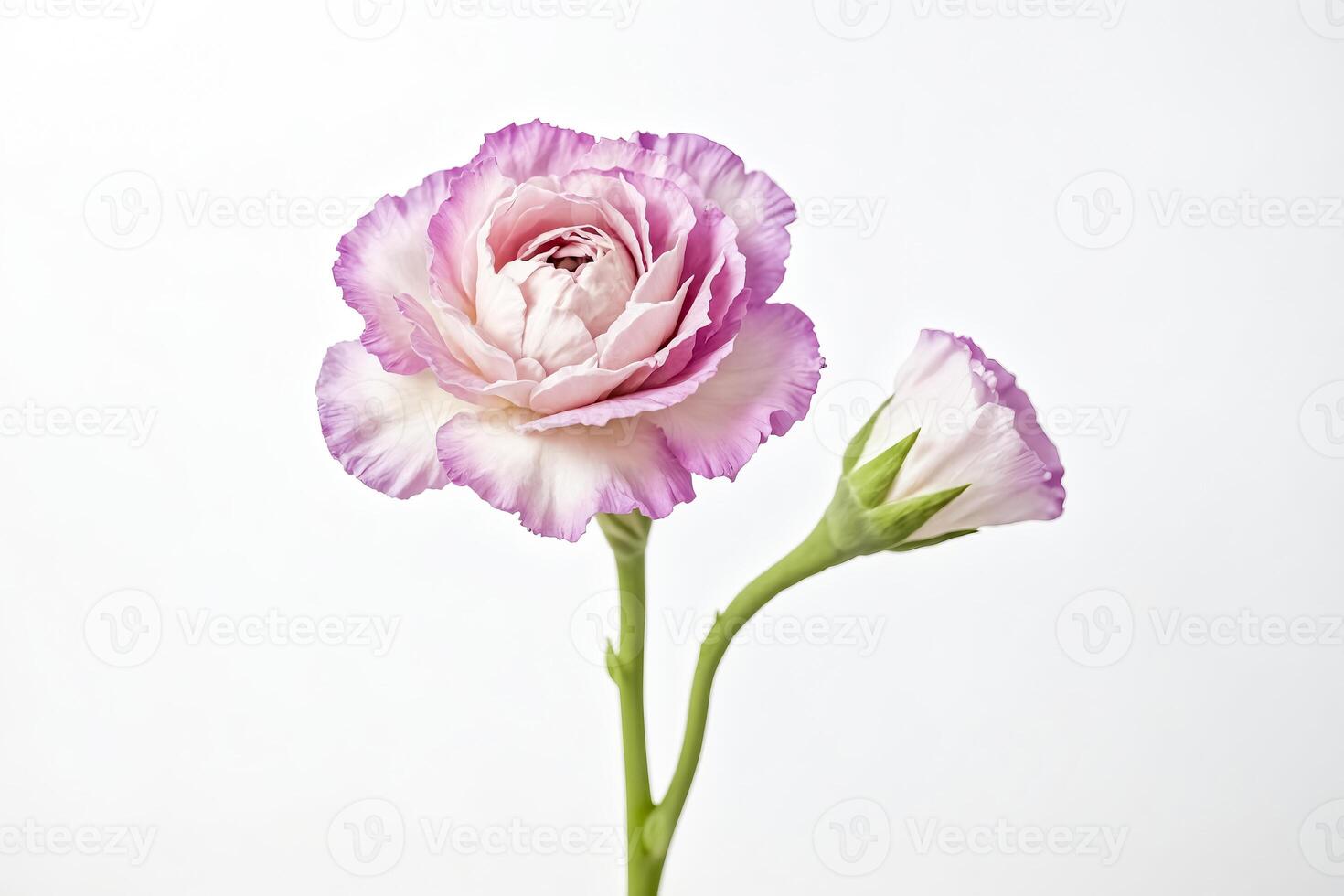 Single Pink Lisianthus Flower with Bud photo