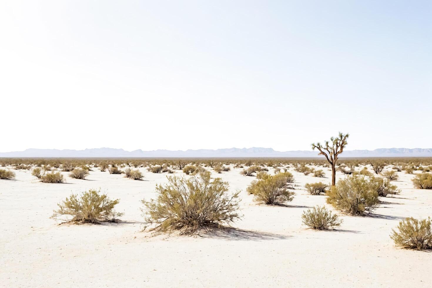 Lone Joshua Tree in a Desert Landscape photo