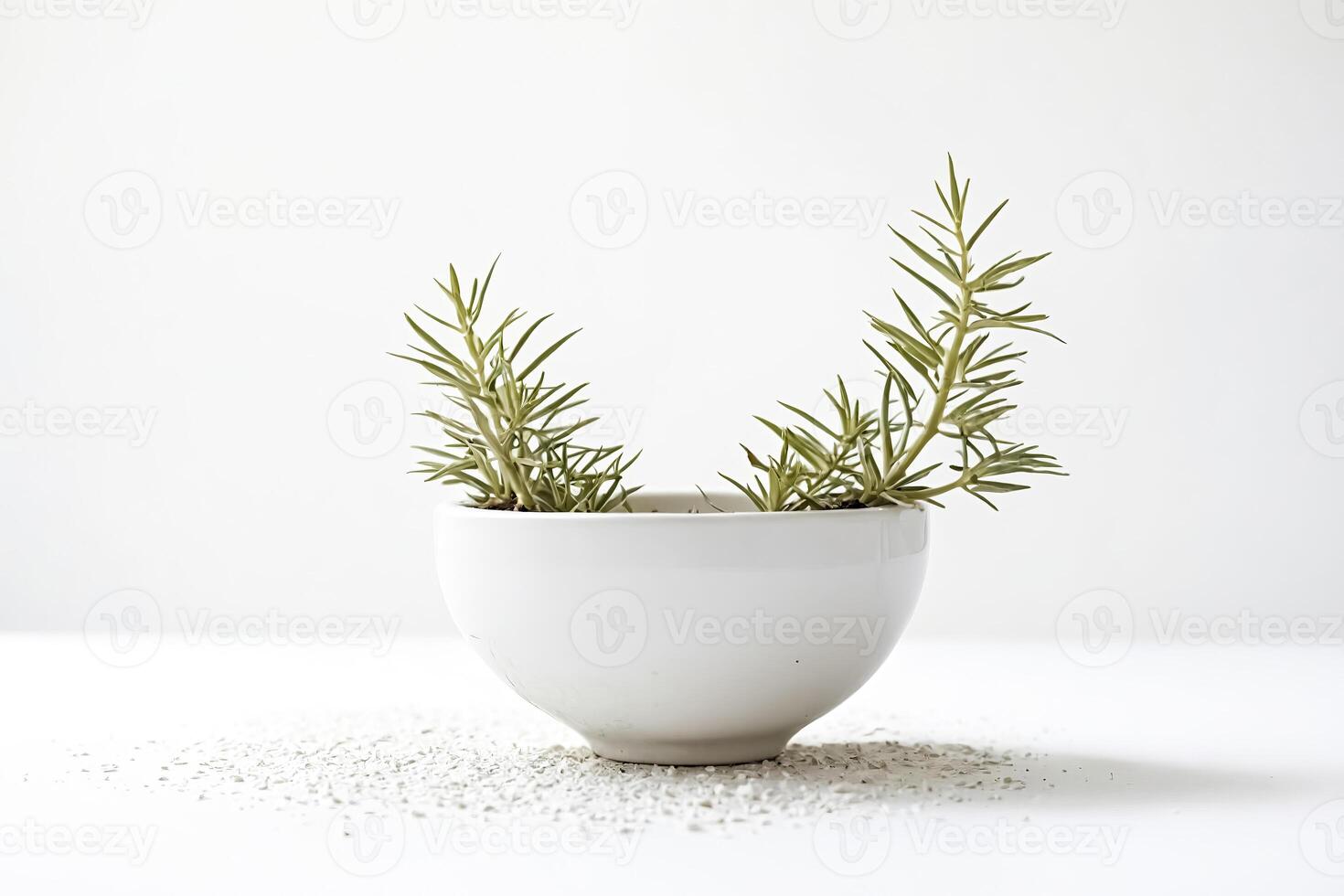 Minimalist Green Plant in White Pot photo