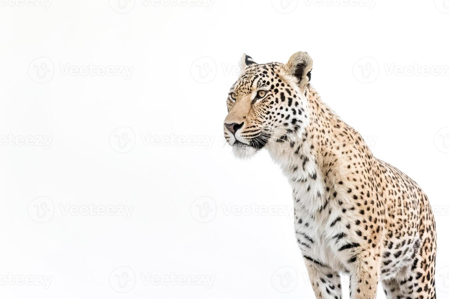 Leopard with Rosettes Isolated on White Background photo