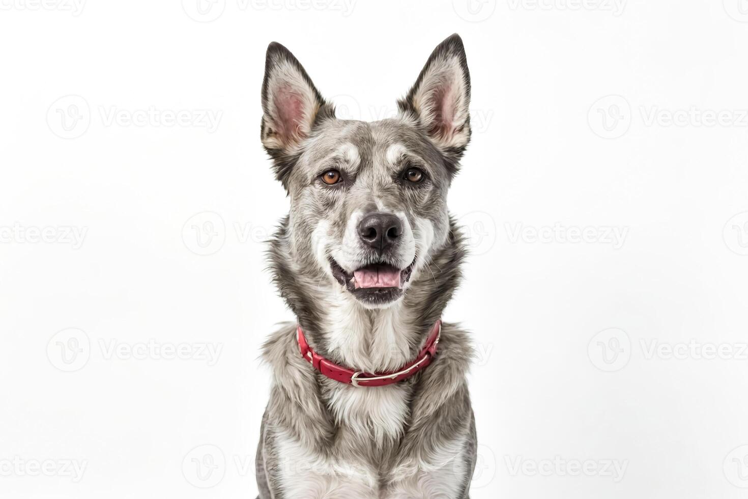 Grey and White Dog with Red Collar Sitting in Front of a White Background photo